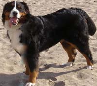 Bernese Daisy